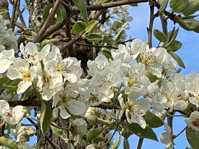 BfN-Gartengespräch: BfN-Gartengespräch: