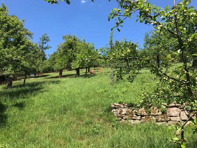 Naturpark Schwarzwald Mitte/Nord erhält 164.000€ Euro für Projekte im Natur- und Umweltschutz